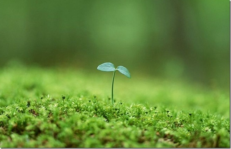 green sprouts green sprouts